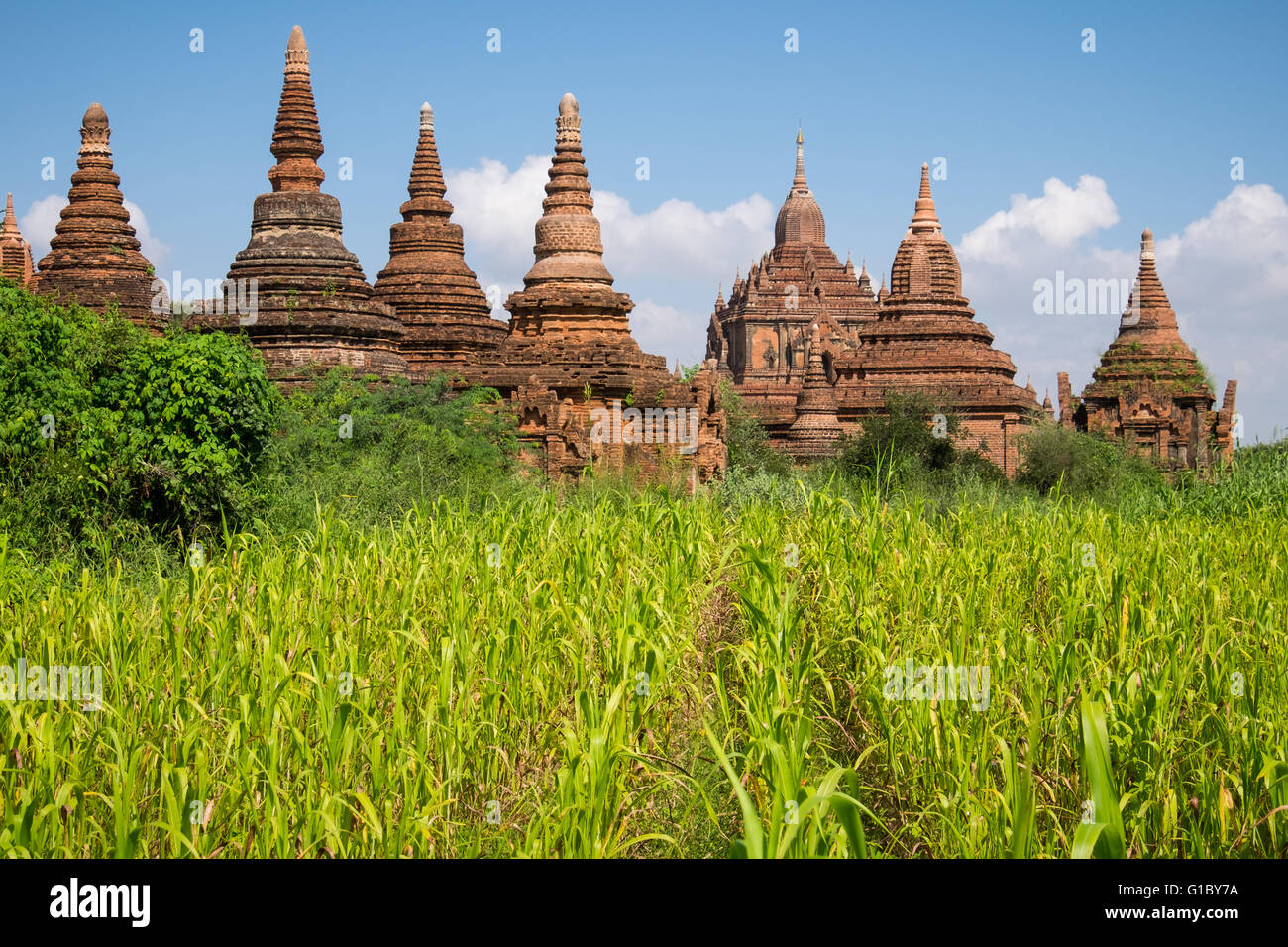 Temples amongst the corn fields near Old Bagan in Myanmar Stock Photo