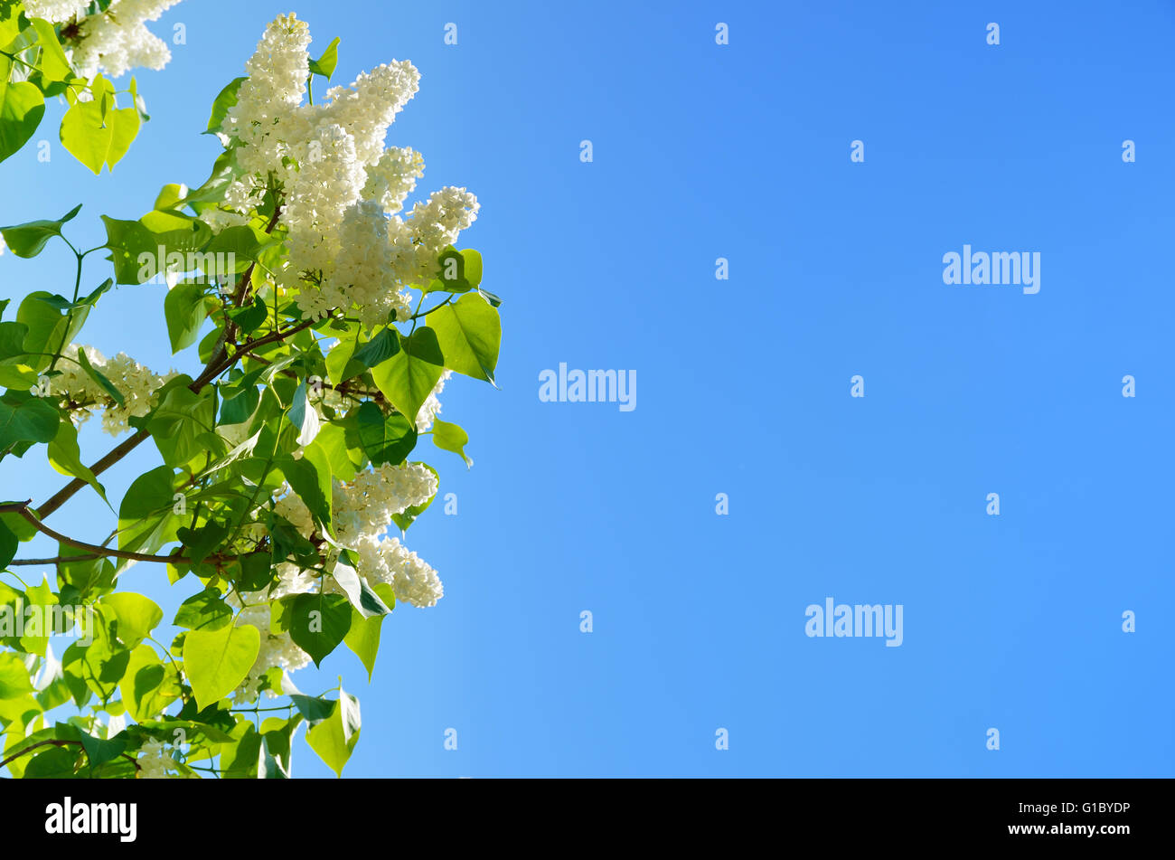 Flowering lilac against the blue sky Stock Photo - Alamy