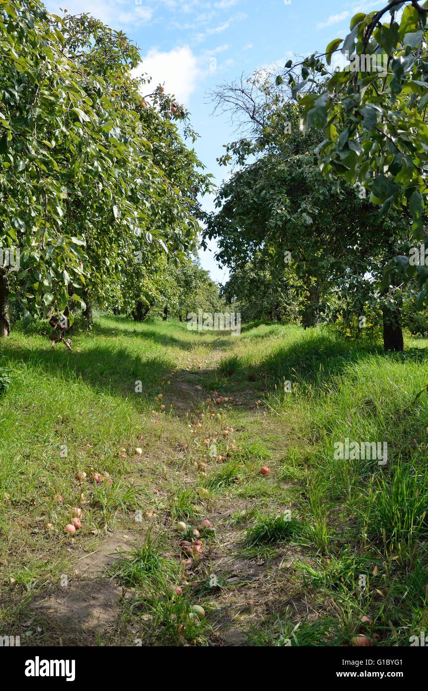 Lush orchard hi-res stock photography and images - Alamy