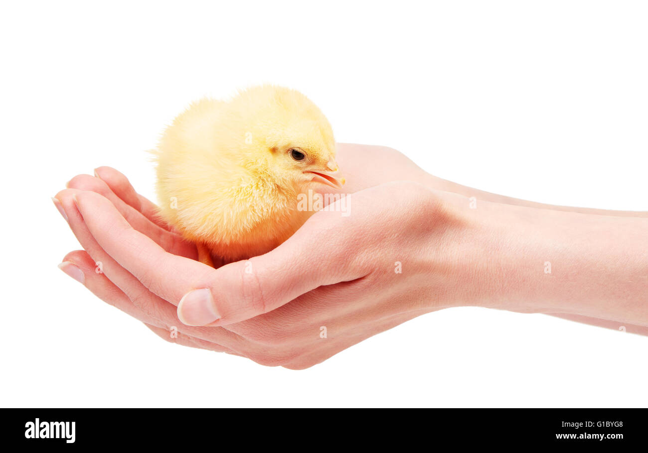 Close up of female hands holding small yellow chicken isolated on white background Stock Photo