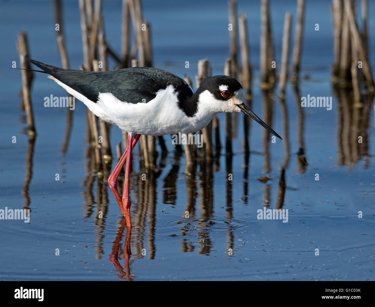 Black-necked Stilt walking in marsh Stock Photo