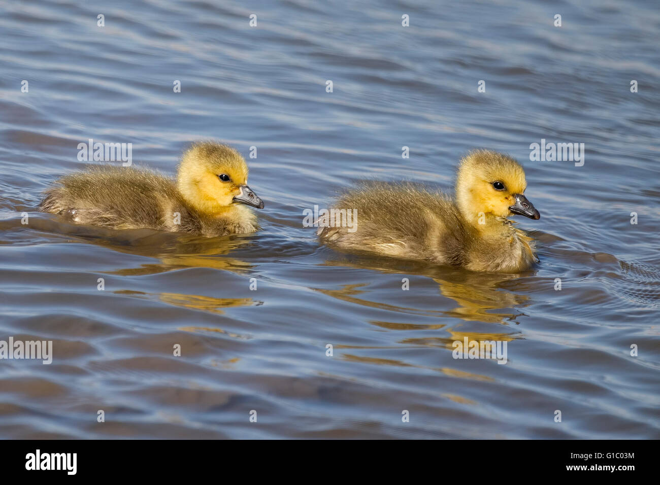 A pair of Canada Gosling's Stock Photo