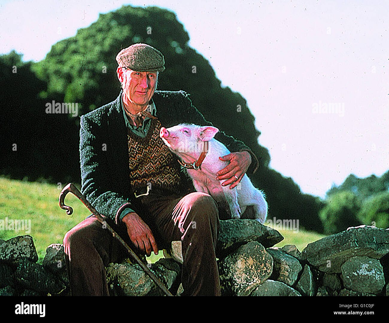 Schweinchen namens Babe, Ein / James Cromwell / Schwein, Stock Photo
