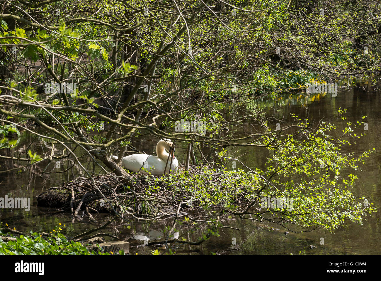 Swan sitting on a nest at the Keg pool in Etherow country park, Stockport, England. Stock Photo