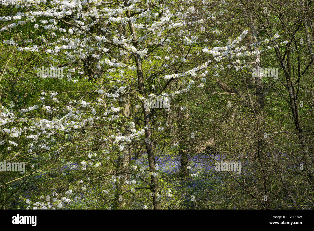 Wild cherry blooming in the woods at Etherow country park, Stockport, England on a sunny spring
