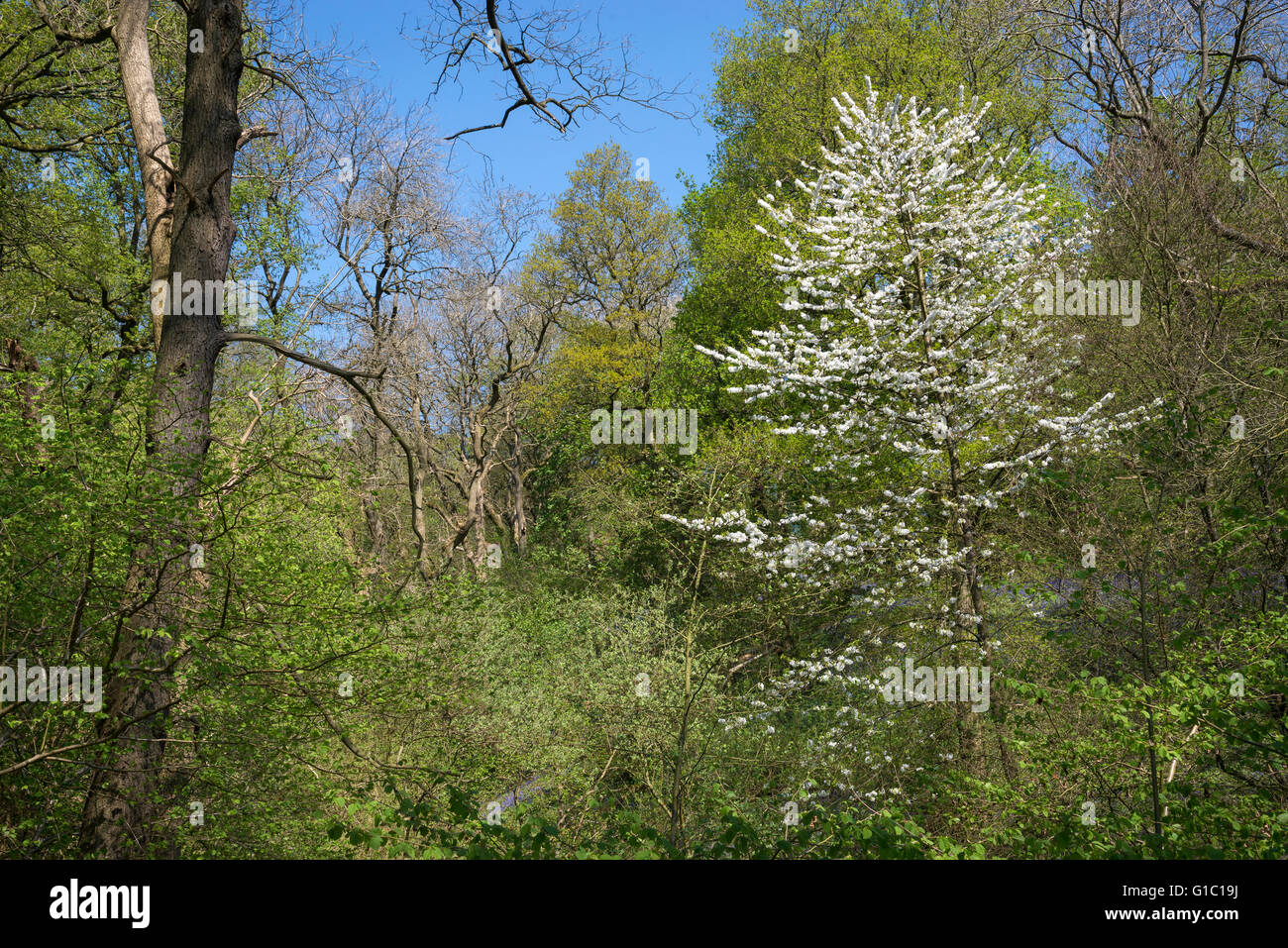 Wild cherry blooming in the woods at Etherow country park, Stockport, England on a sunny spring