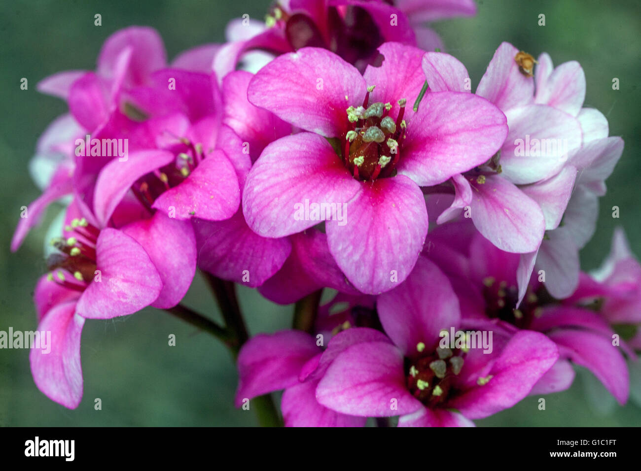 Elephant's ears, Bergenia 'Dragonfly Sakura' pink attractive flowering plant Stock Photo