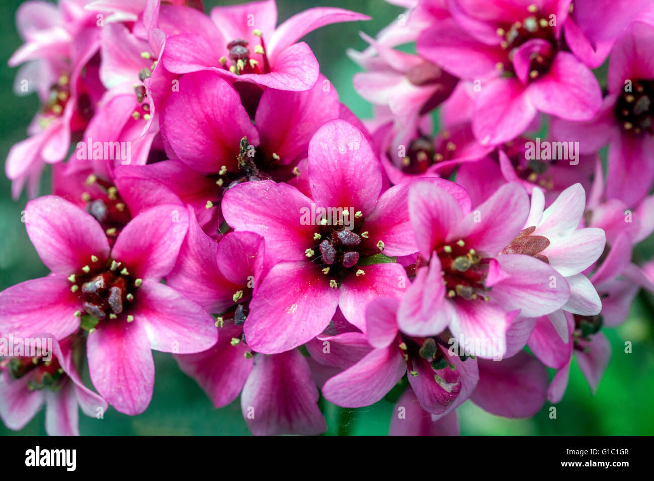 Bergenia 'Dragonfly Sakura' close up Stock Photo