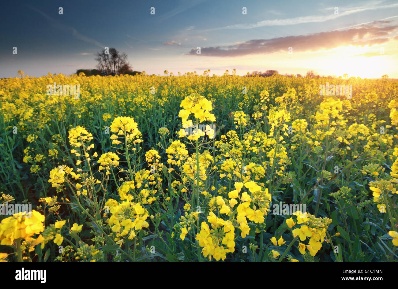 yellow rapeseed flower field at sundown Stock Photo