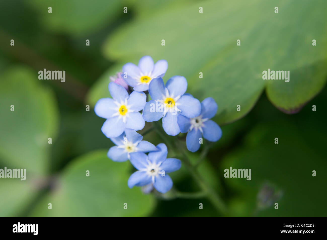 Forget me nots in spring sunshine Stock Photo