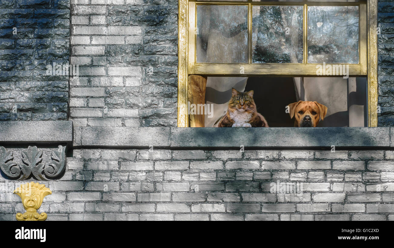 A domestic long haired cat and a boxer dog looking out a window. Stock Photo