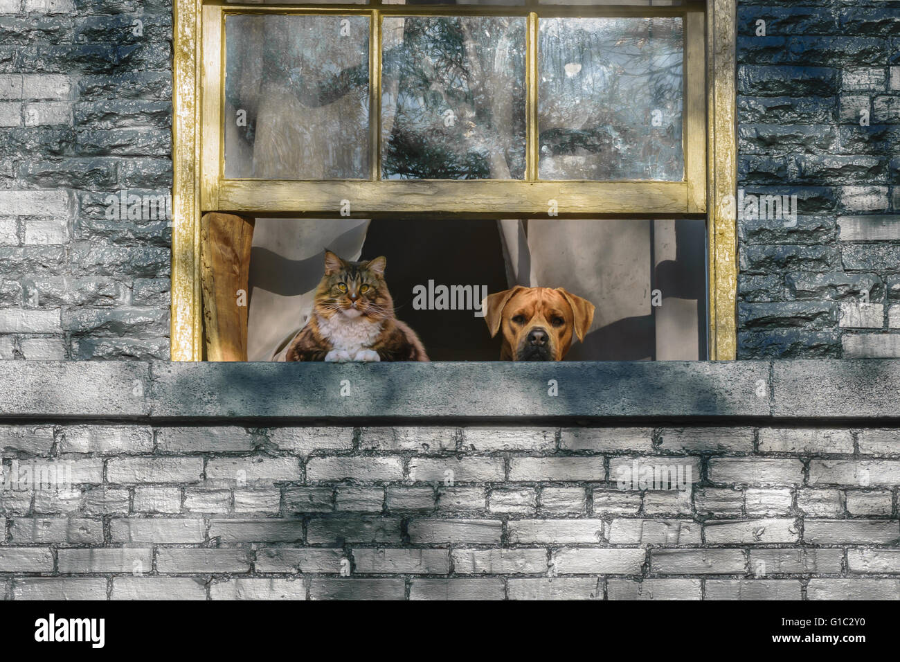 A domestic long haired cat and a boxer dog looking out a window. Stock Photo