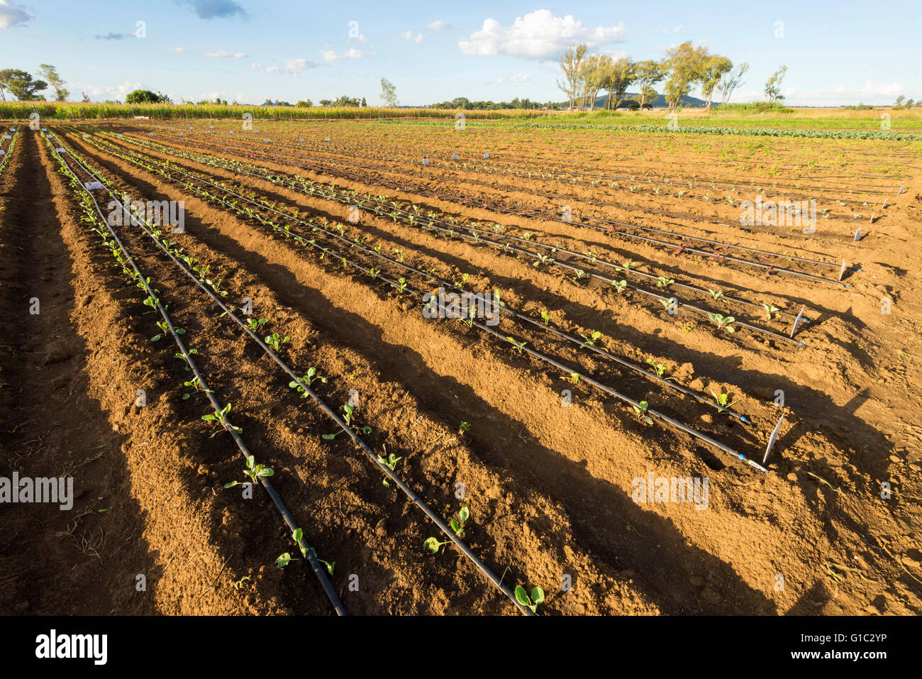 Drip irrigation africa hires stock photography and images Alamy