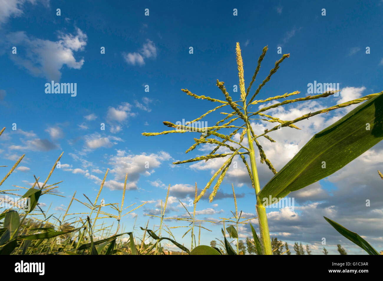 Harvesting corn africa hi-res stock photography and images - Alamy