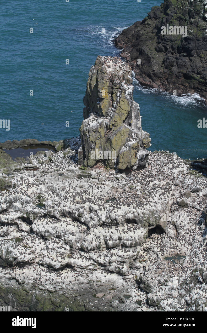 UK seabird colony  - guillemots breeding on coastal stack, RSPB Rathlin West Light Seabird Centre on Rathlin Island, County Antrim, Northern Ireland. Stock Photo