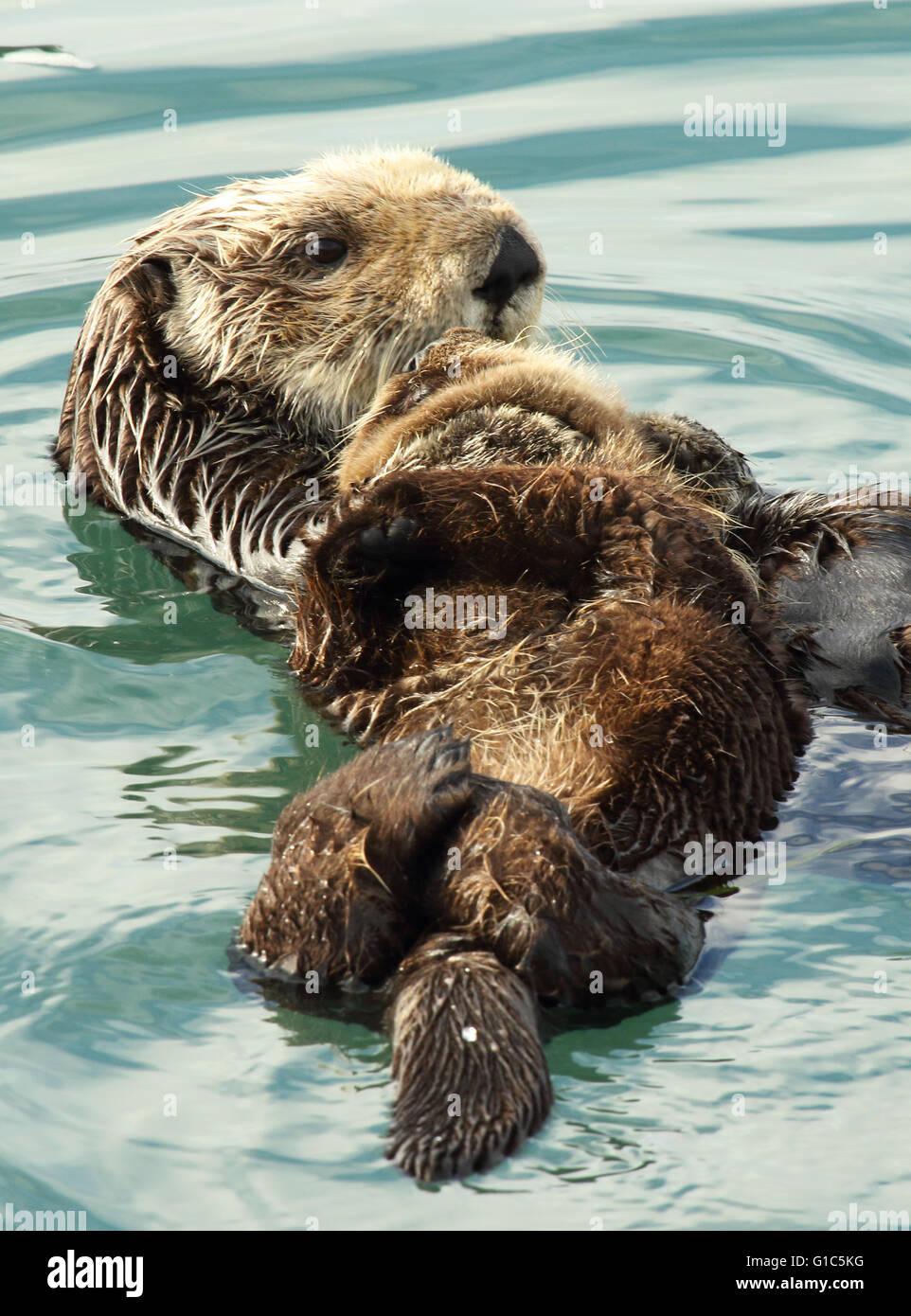 California sea otter and baby hi-res stock photography and images - Alamy
