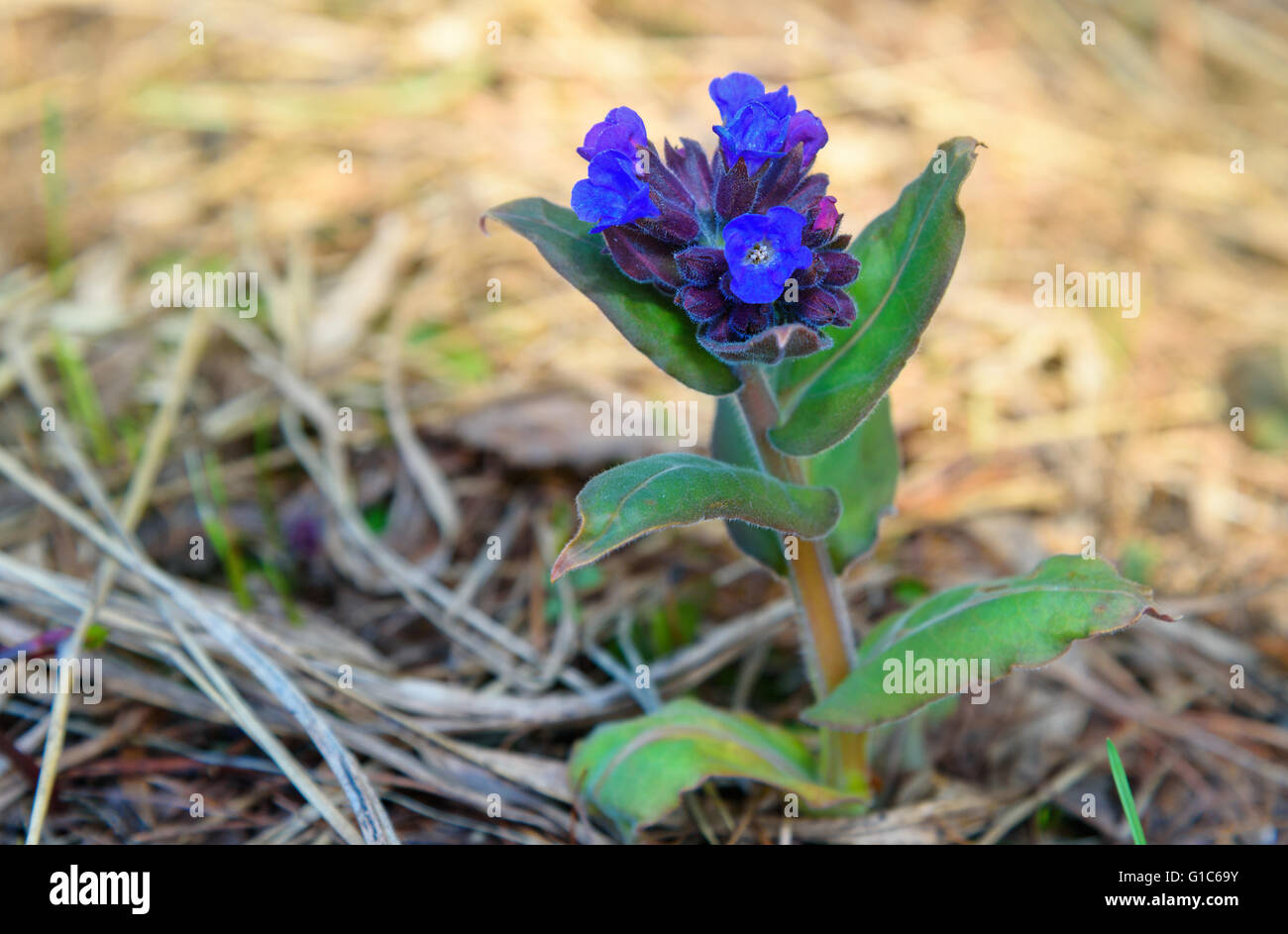 Pulmonaria or Lungwort with blue flowers in the forest on spring Stock Photo