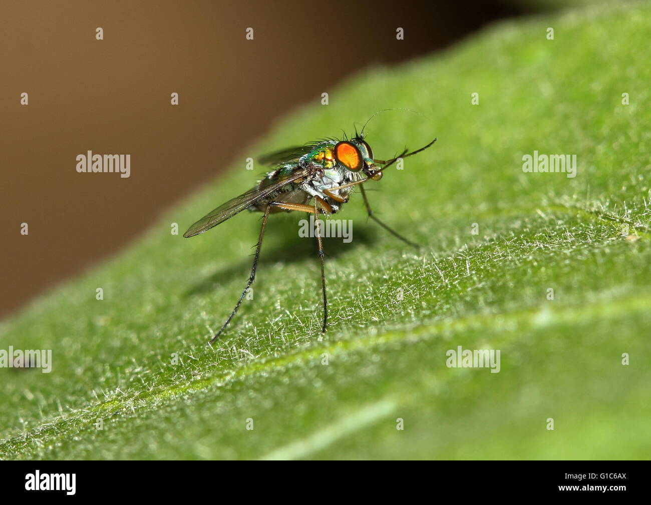 Long-legged fly, Dolichopodidae, on a leaf Stock Photo