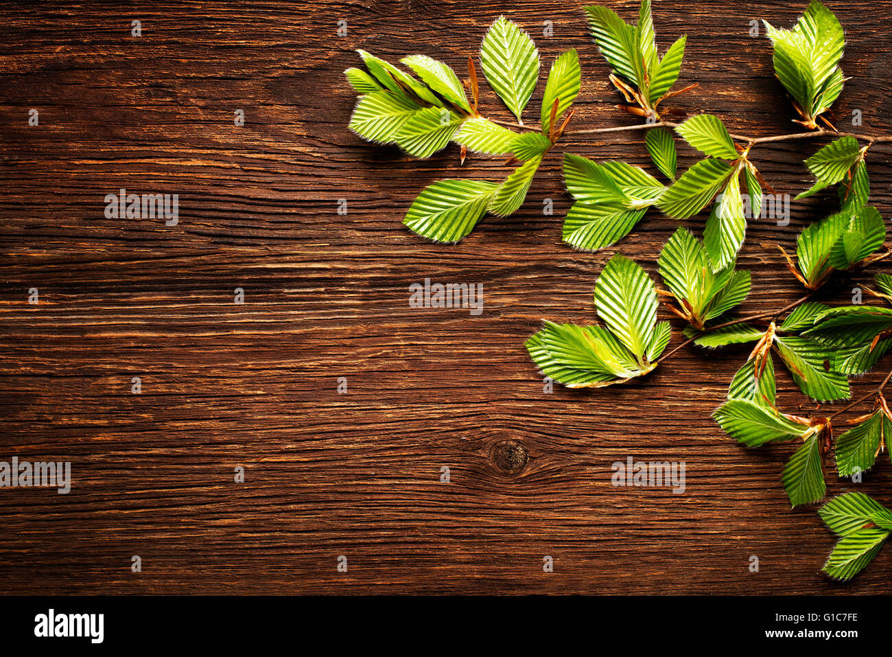 Green tree leaves hi-res stock photography and images - Alamy