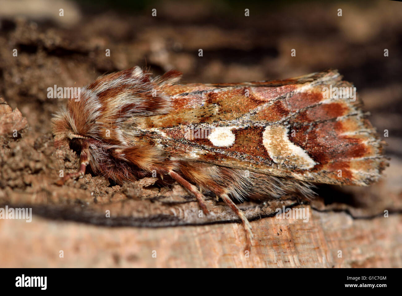 Pine beauty moth (Panolis flammea). British insect in the family