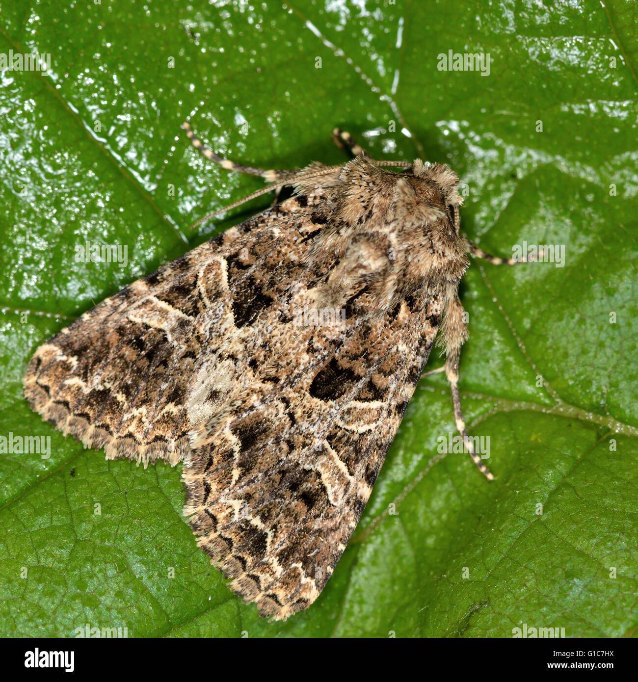 The lychnis moth (Hadena bicruris). British insect in the family Noctuidae, the largest British family of moths Stock Photo