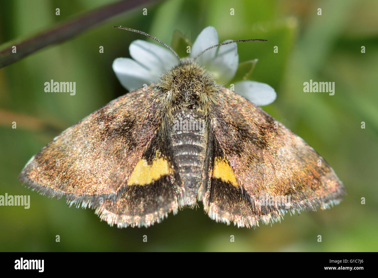 Small yellow underwing moth (Panemeria tenebrata). British insect in the family Noctuidae, the largest British family of moths Stock Photo