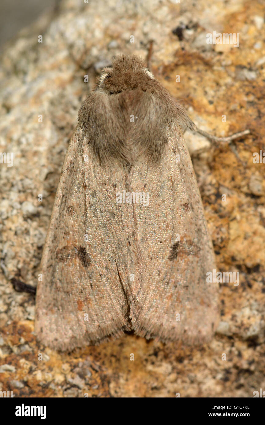 Small quaker moth (Orthosia cruda) from above. British insect in the family Noctuidae, the largest British family of moths Stock Photo