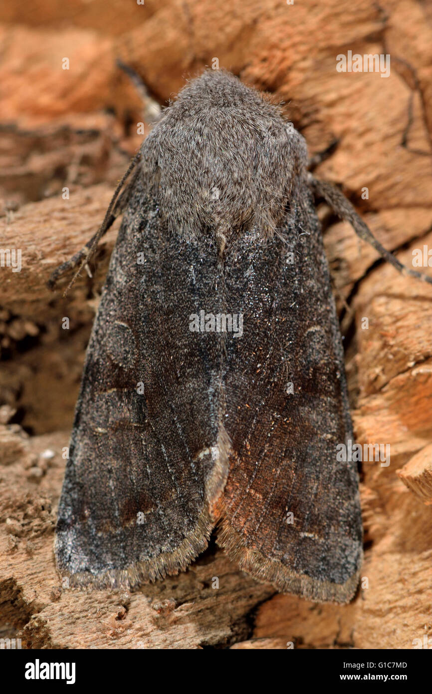 Clouded drab moth (Orthosia incerta) from above. British insect in the family Noctuidae, the largest British family of moths Stock Photo