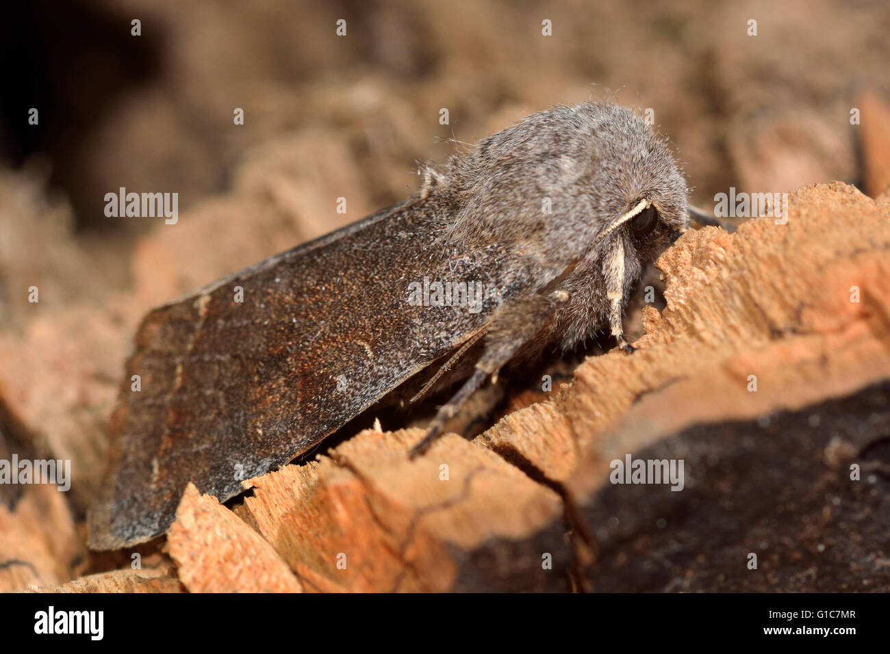 Clouded drab moth (Orthosia incerta) in profile. British insect in the family Noctuidae, the largest British family of moths Stock Photo