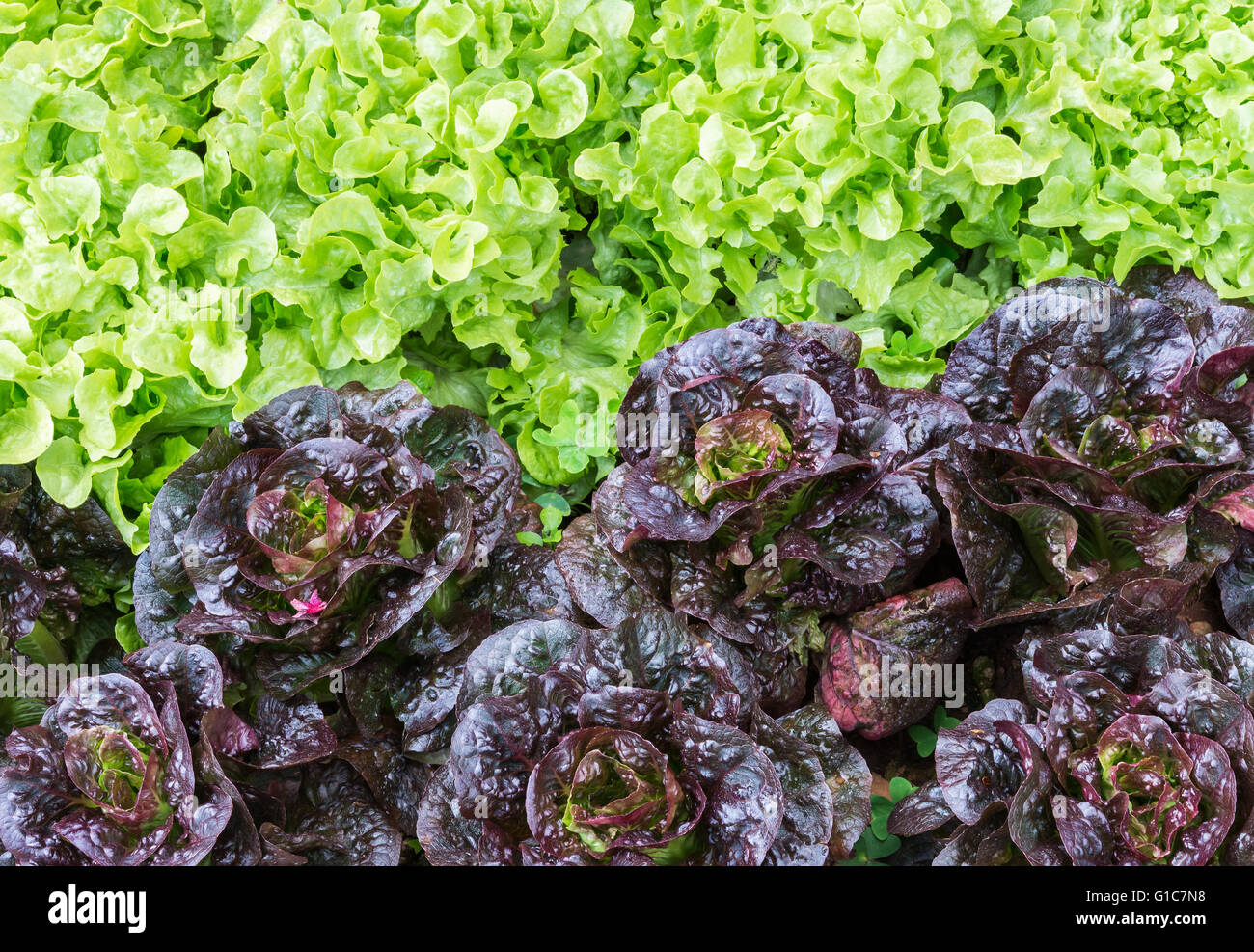 Organic farm plot hi-res stock photography and images - Alamy