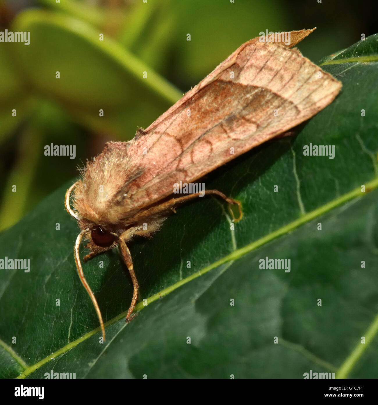 Rosy rustic moth (Hydraecia micacea). British insect in the family Noctuidae, the largest British family of moths Stock Photo