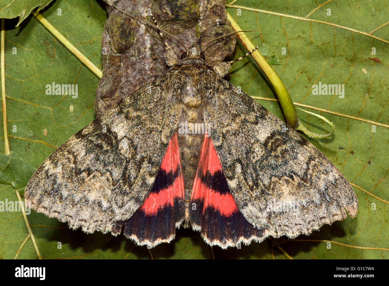 Red underwing moth (Catocala nupta) from above. British insect in the family Noctuidae, the largest British family of moths Stock Photo