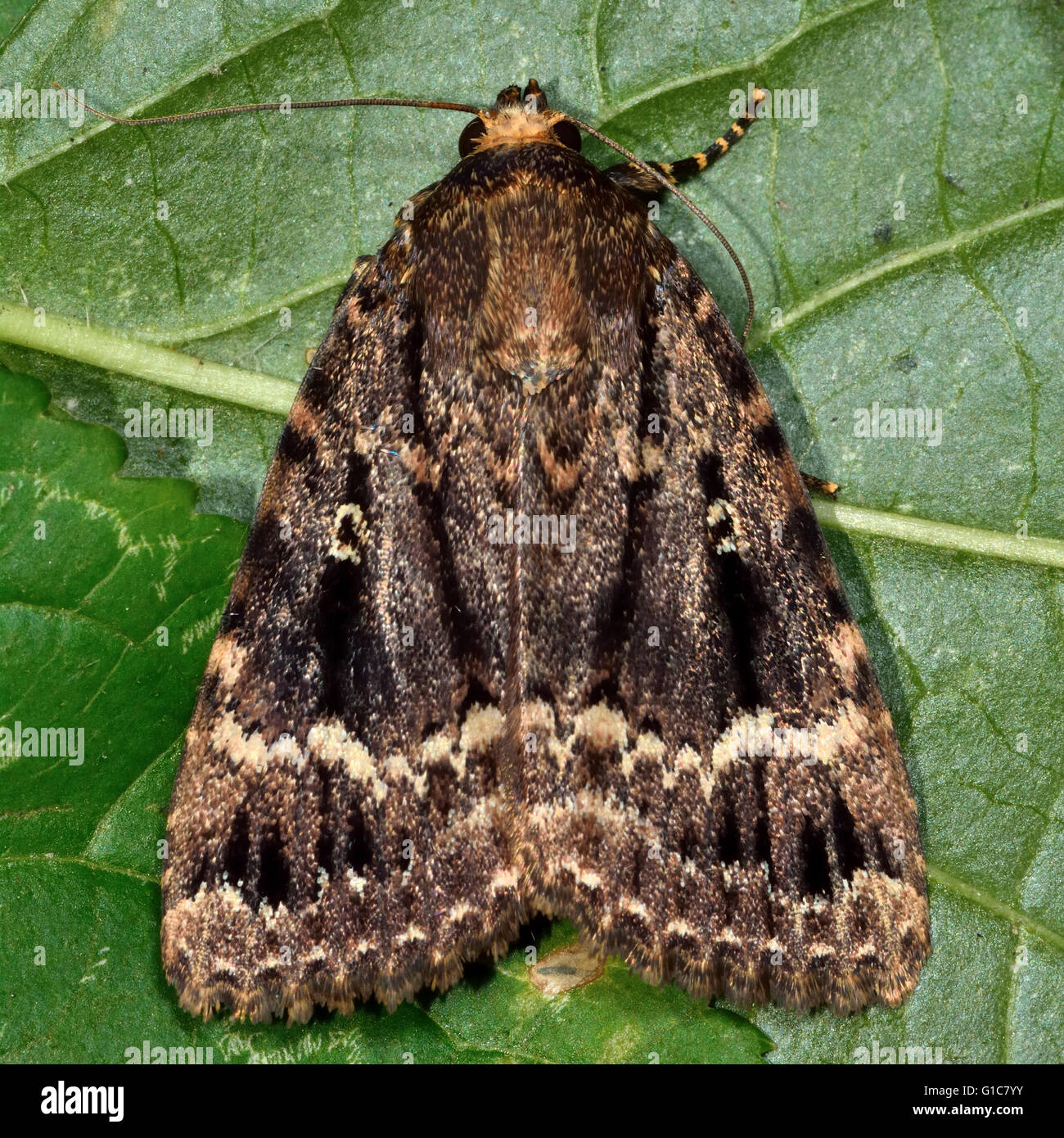 Copper underwing moth (Amphipyra pyramidea). British insect in the family Noctuidae, the largest British family of moths Stock Photo