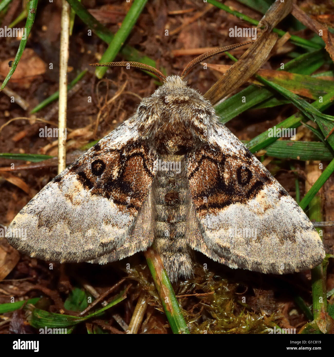 Tussock moth hi-res stock photography and images - Alamy