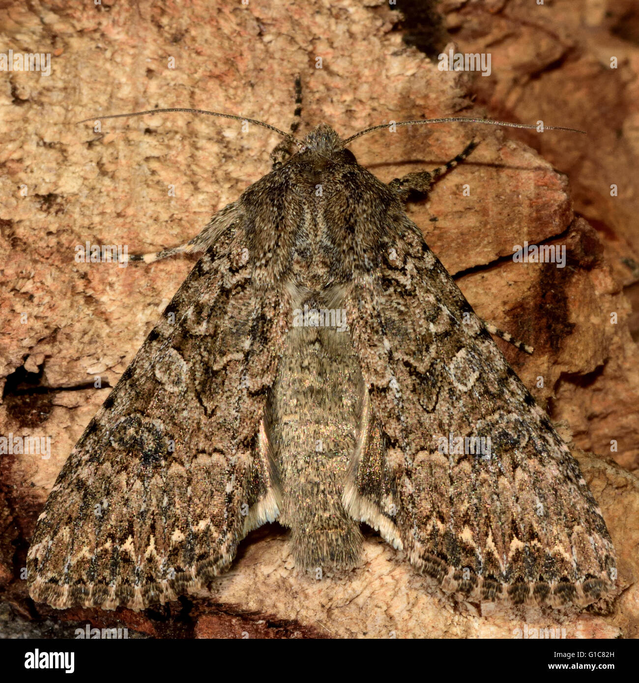 Dusky brocade moth (Apamea remissa). British insect in the family Noctuidae, the largest British family of moths Stock Photo