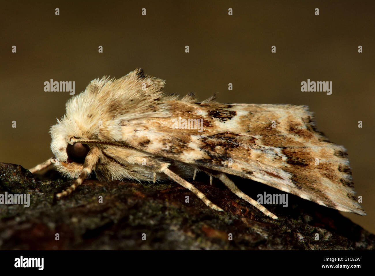 Dusky sallow moth (Eremobia ochroleuca). British insect in the family Noctuidae, the largest British family of moths Stock Photo