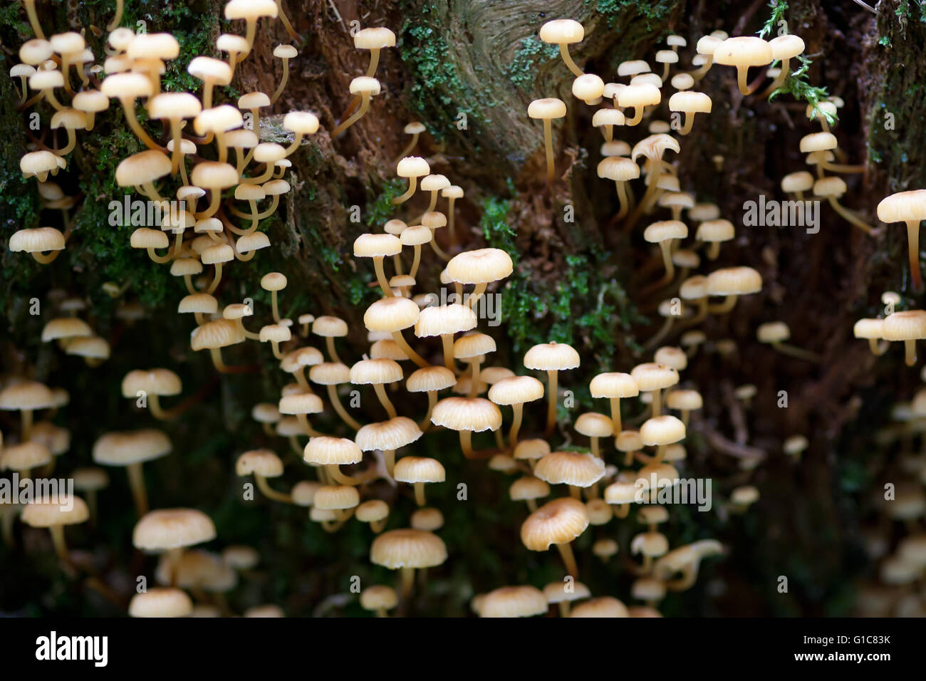 Clump of mushrooms on a rotten tree stump Stock Photo