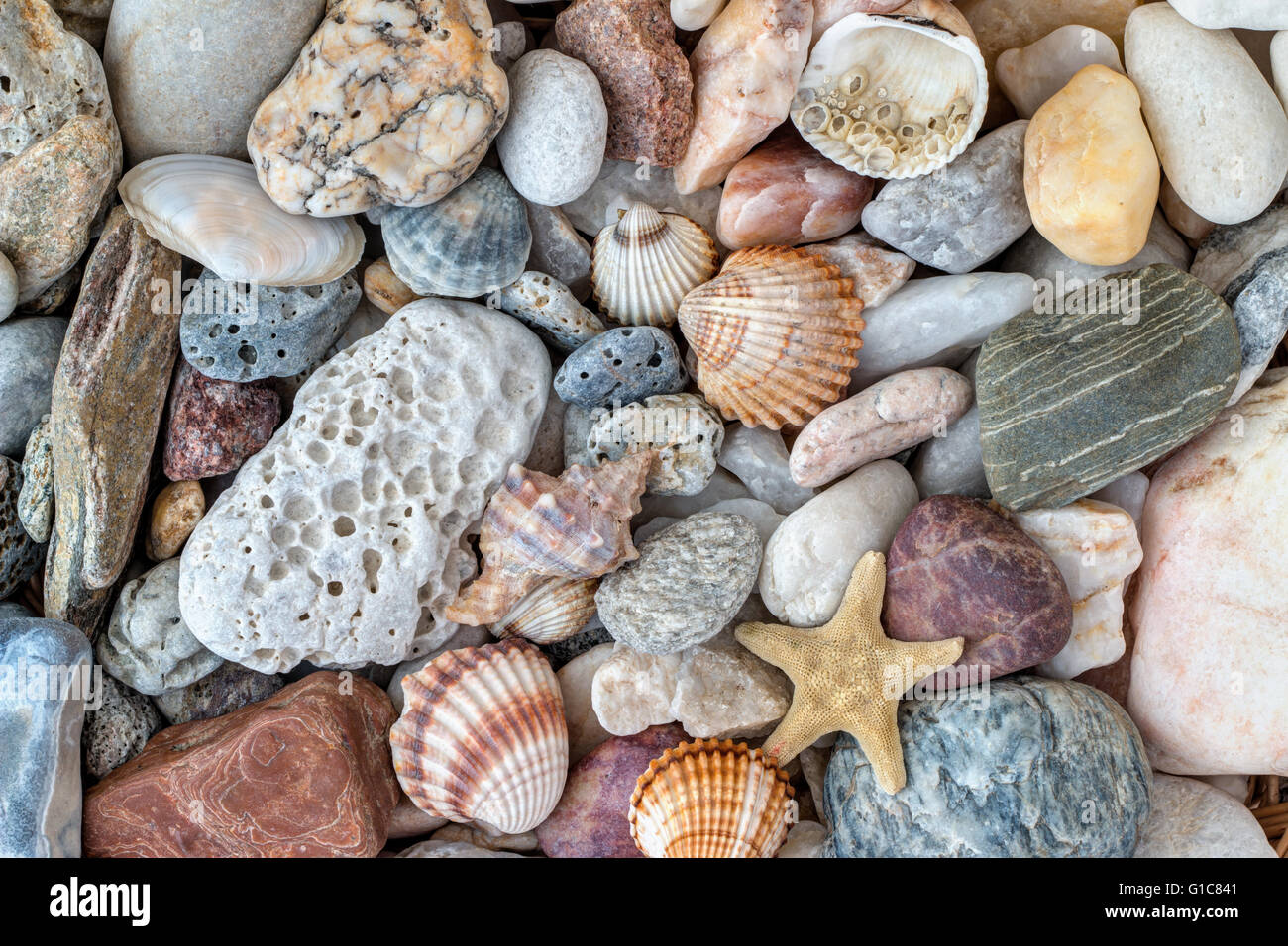 Detail of the shells, starfish and sea pebble stones Stock Photo