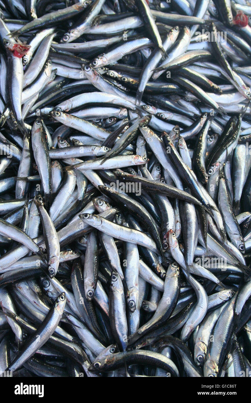anchovy as background Stock Photo - Alamy