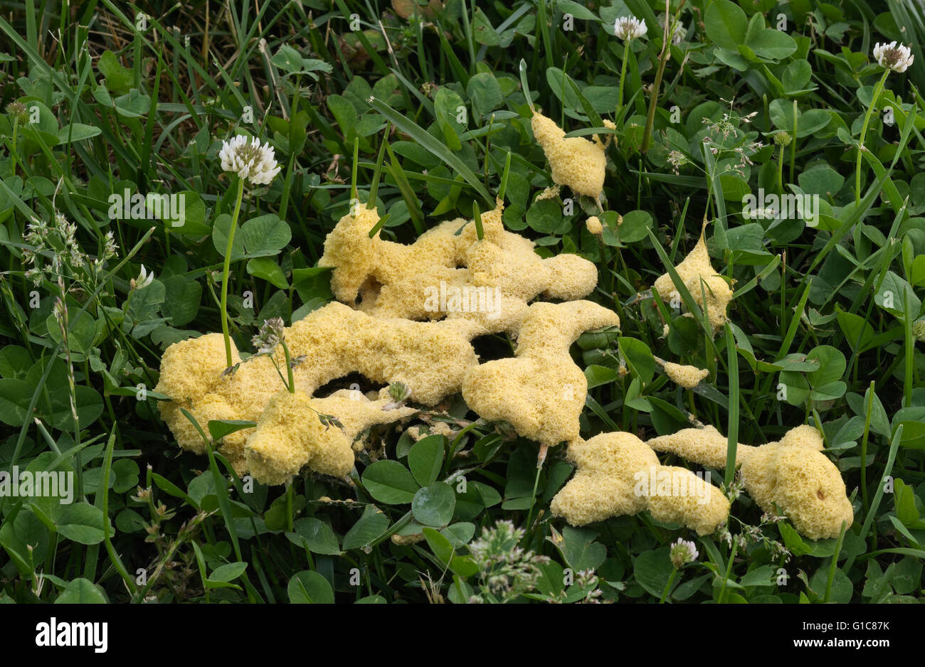 Dog Vomit Slime Mold on clover and grass in yard. Fuligo septica. Also known as Scrambled Egg Slime, or Flowers of Tan Stock Photo
