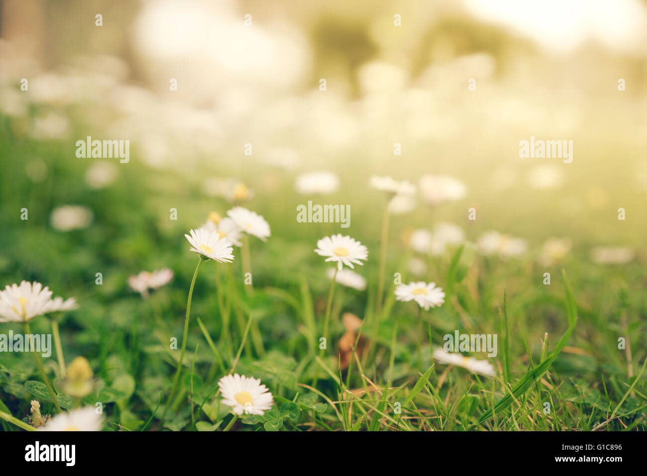 Chamomile daisy flowers in warm golden sunlight, soft focus Stock Photo