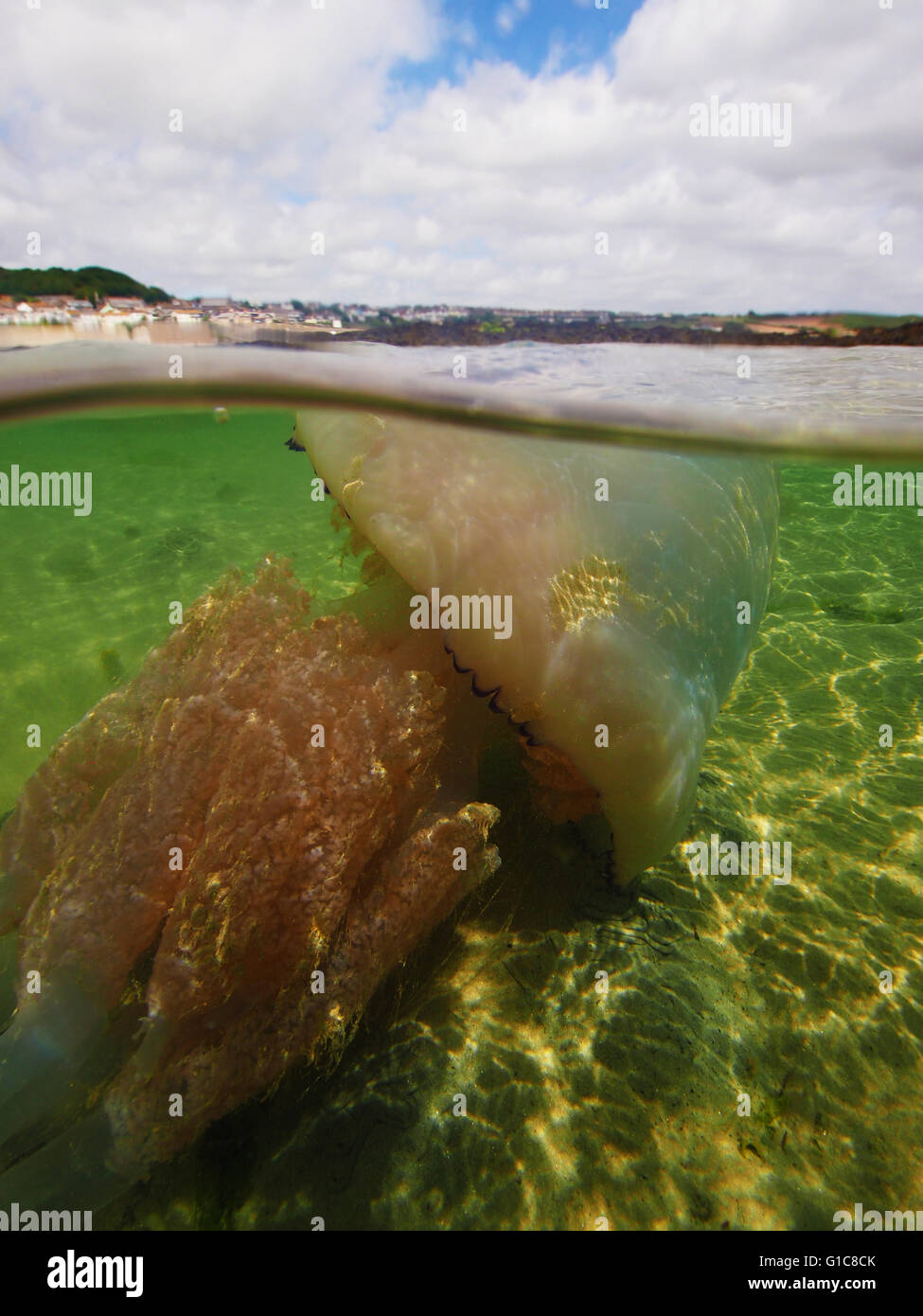 Barrel Jellyfish underwater off the South Devon Coast Stock Photo