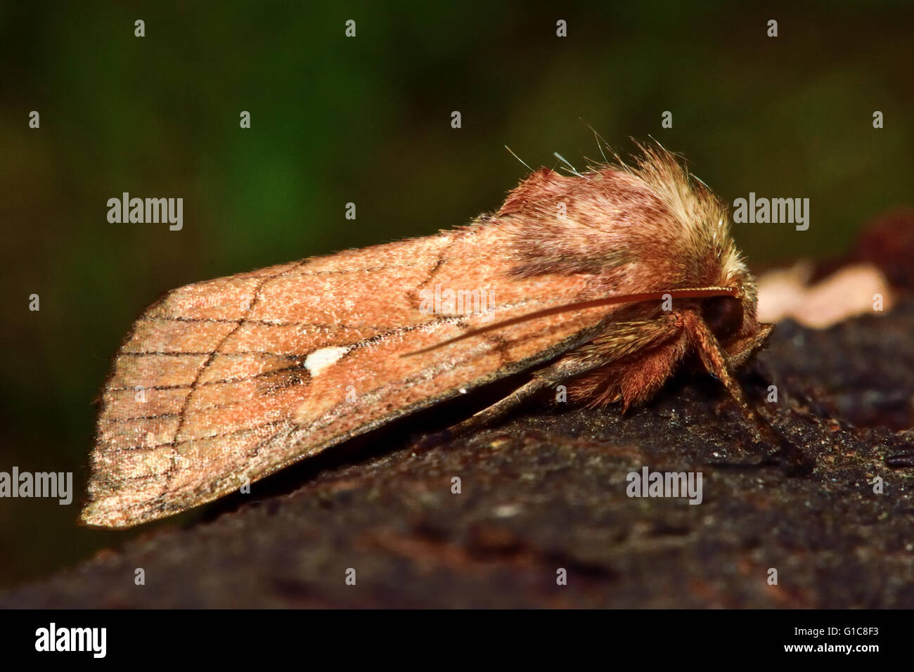 Brown-line bright-eye (Mythimna conigera) moth in profile. British ...