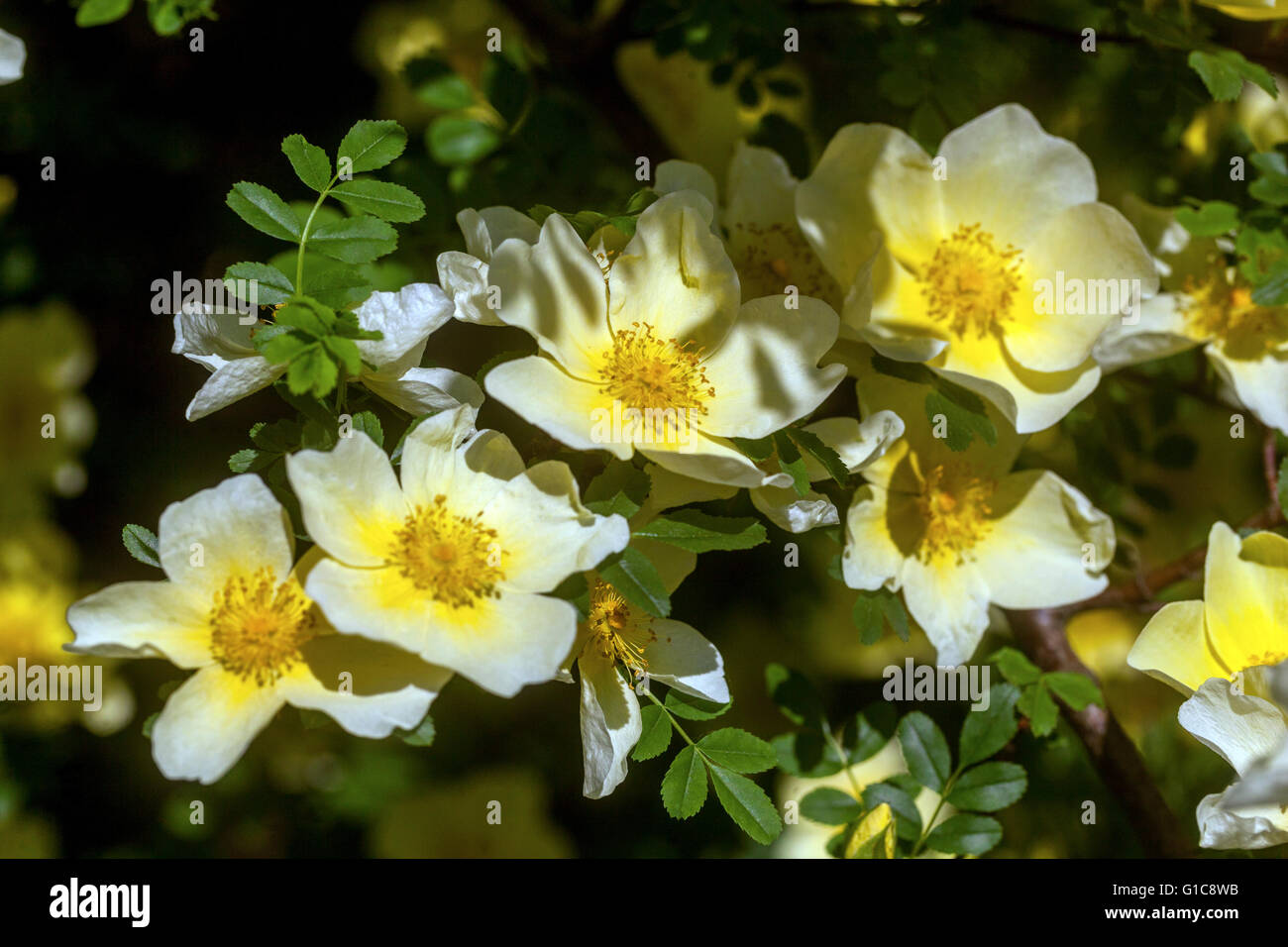 Rosa sericea omeiensis, flowering shrubs flowers Stock Photo