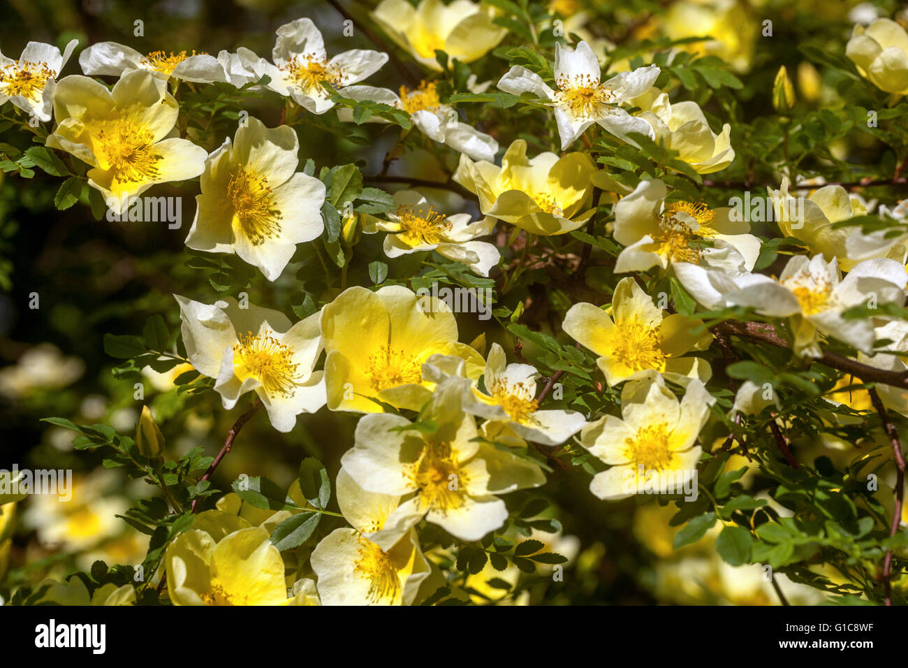 Rosa sericea omeiensis. flowering shrub blossoms Stock Photo