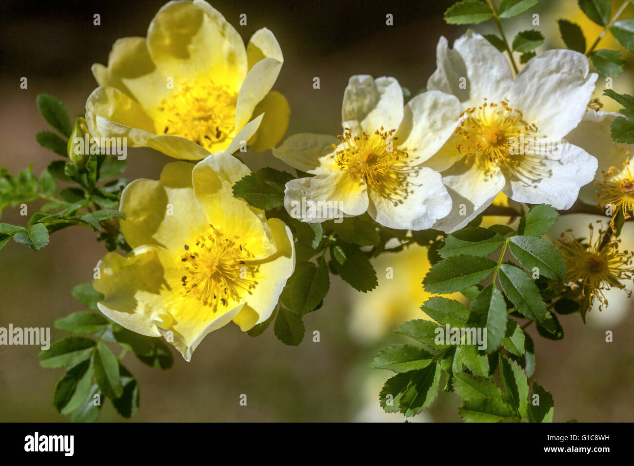 Rosa sericea omeiensis. flowering shrub Stock Photo