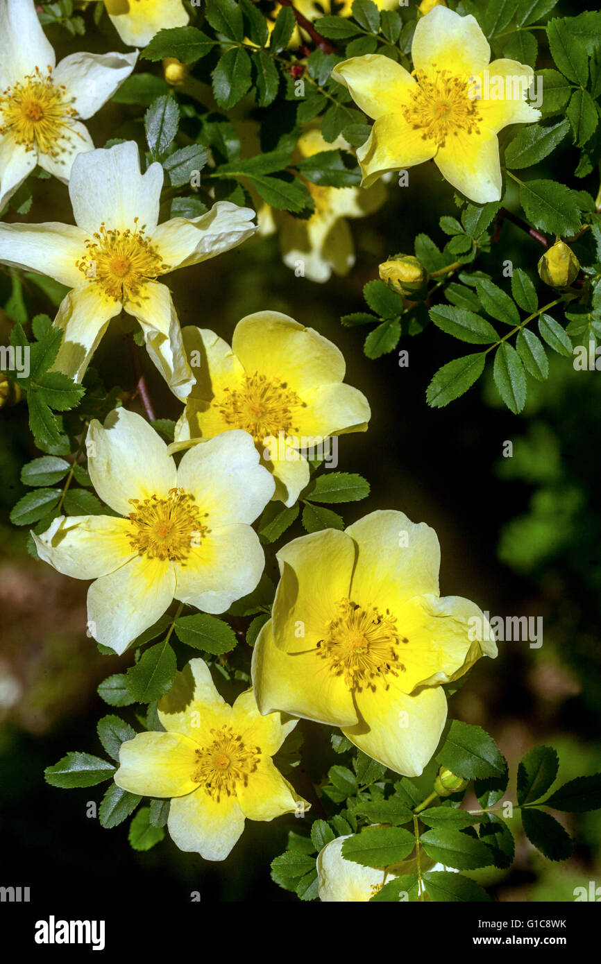 Rosa sericea omeiensis. flowering shrubs close up flower Stock Photo