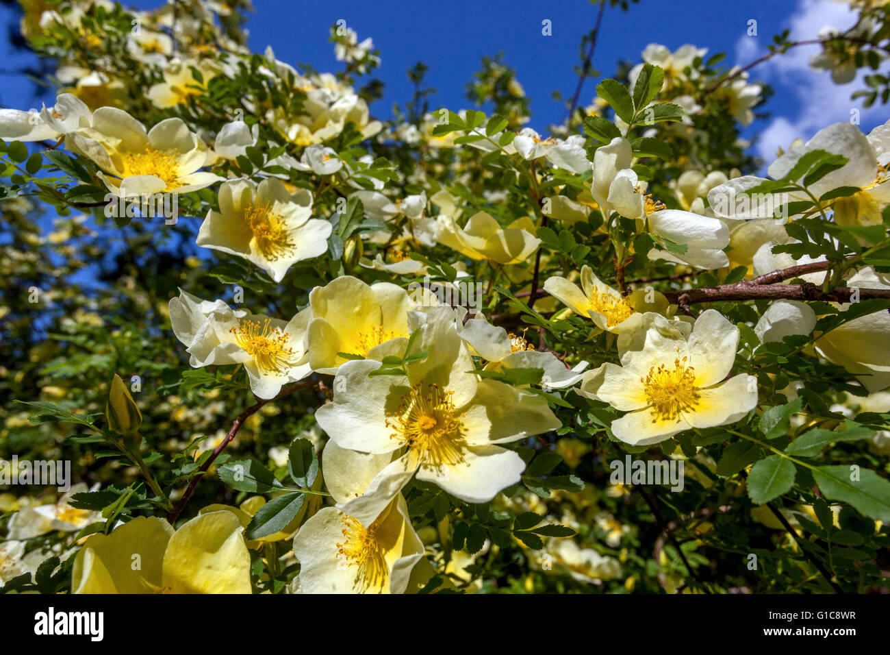 Rosa sericea omeiensis, flowering shrubs in bloom Stock Photo