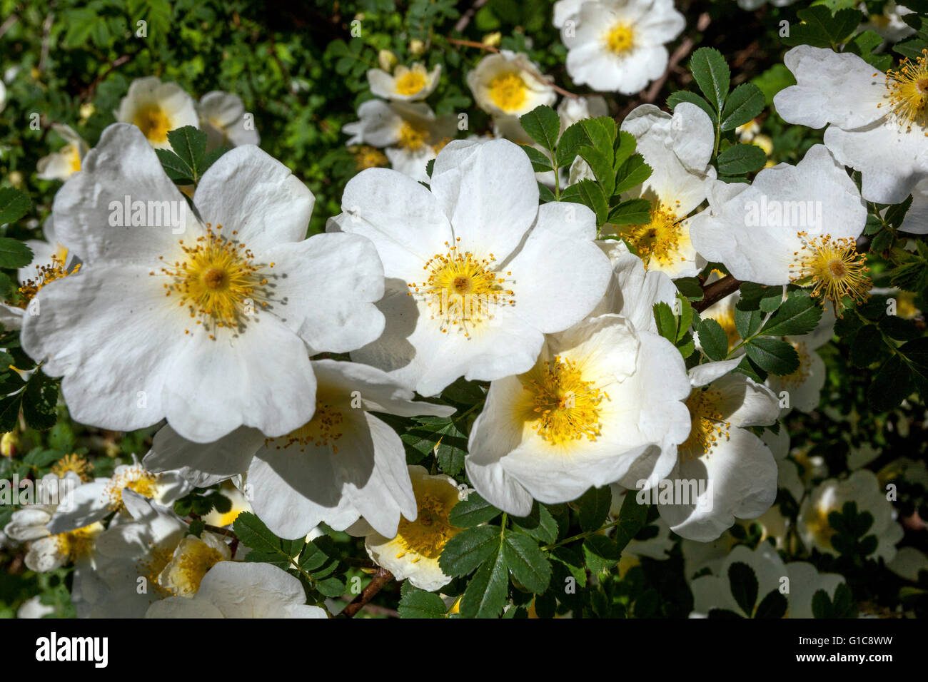 Rosa sericea polyphylla. flowering shrub White flowers Stock Photo