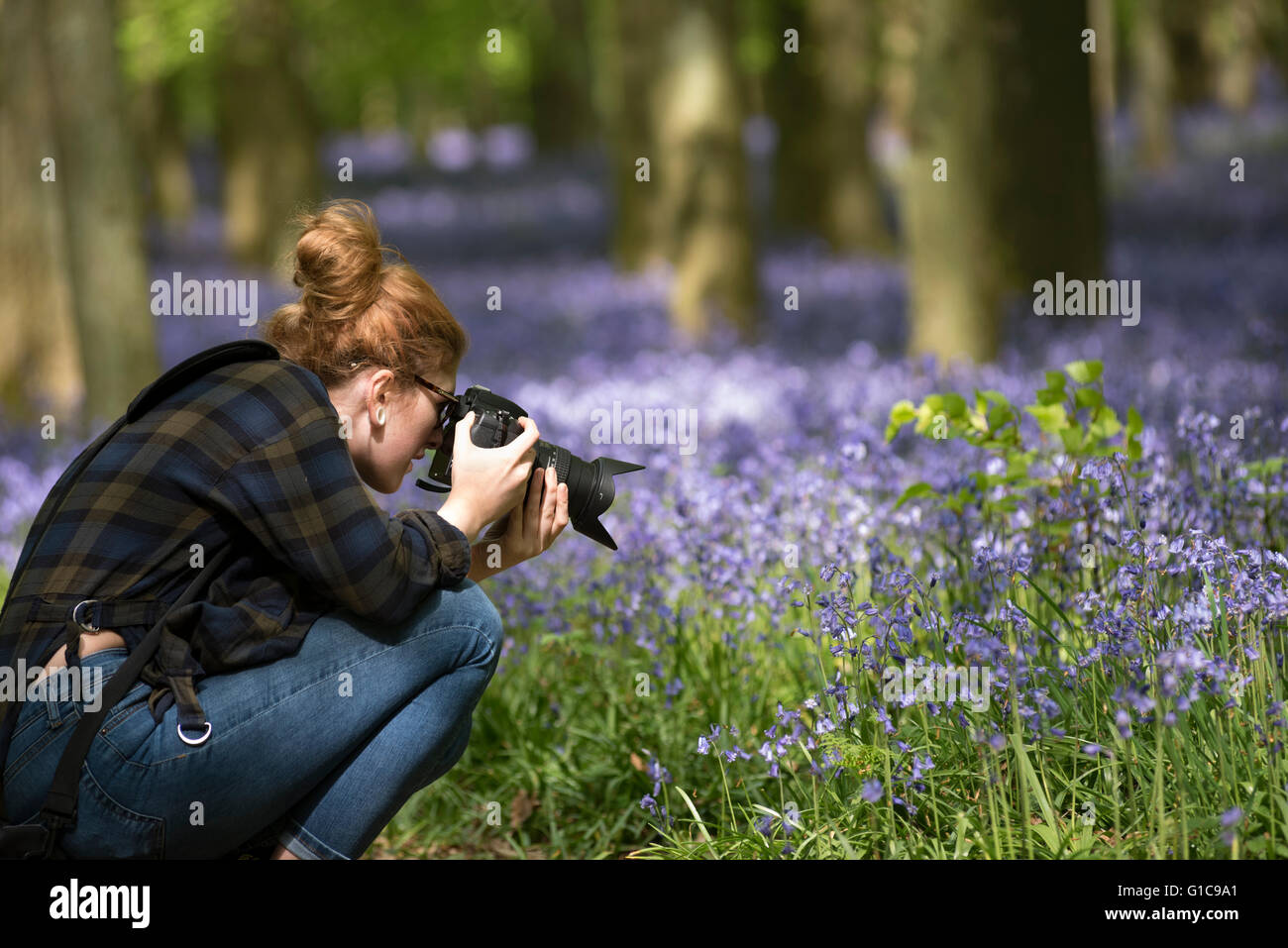 Woman photographer taking photo of English bluebell flowers. Stock Photo